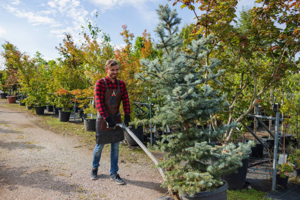 How Our Tree Care Process Works  in  Sheridan, CO